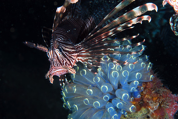 Lionfish over Tunicate cluster