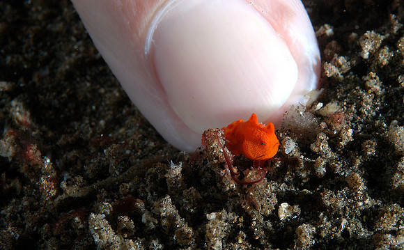 Frog fish