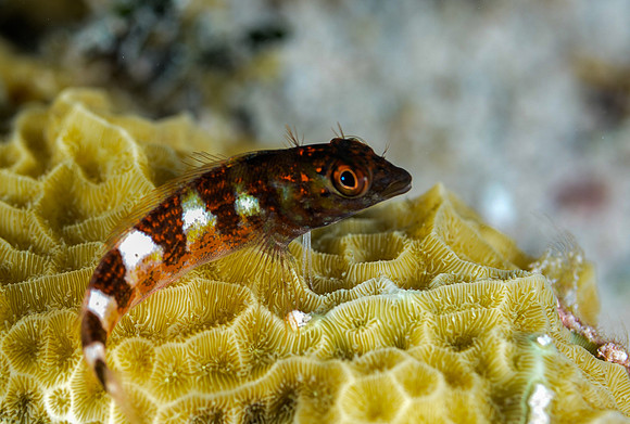 Saddled Blenny