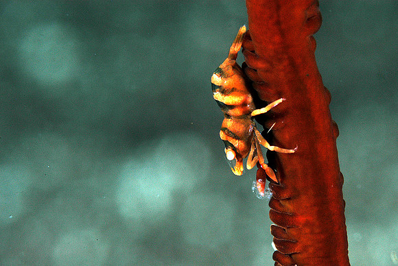 Coral shrimp (1/4")
