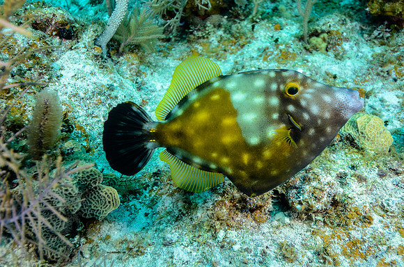 White spotted file fish (spotted phase)