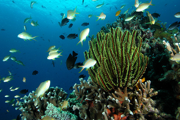 Crinoid or Feather Star perched on coral head surrounded by anthias and damselfish