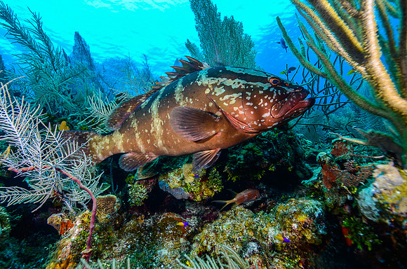 Nassau Grouper