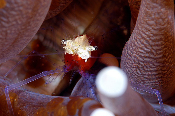 Anemone shrimp