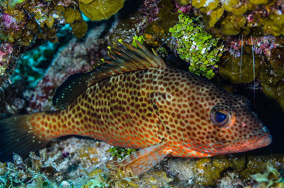 Red Hind