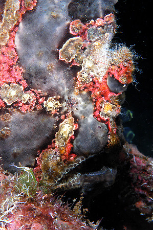 Frog fish