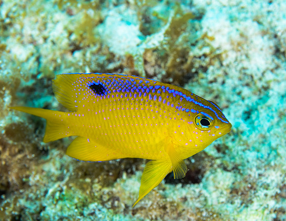 Longfin Damsel fish (juvenile,2-3")