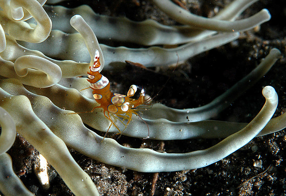 Anemone shrimp