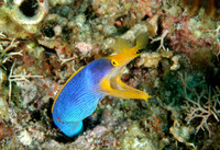 Adult Ribbon eel