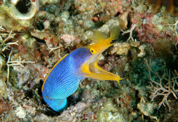 Adult Ribbon eel