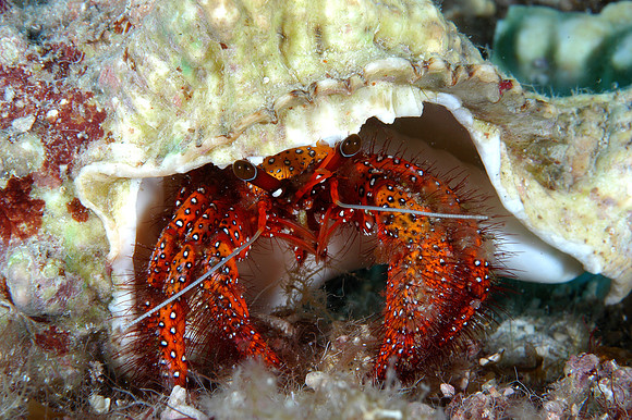 Hermit crab