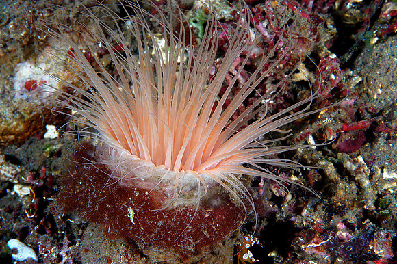 Tube Anemone