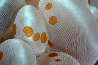 flat worms(1/8-1/4 inch) on bubble anemone