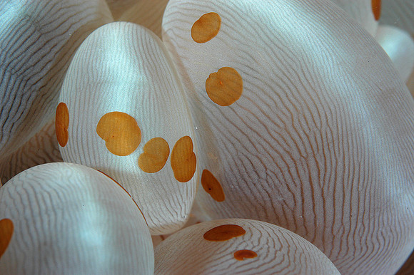 flat worms(1/8-1/4 inch) on bubble anemone