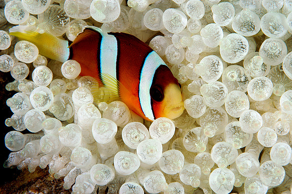 Clark Anemonefish in "lightbulb" anemone