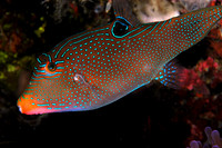 Solander's Sharpnose Puffer