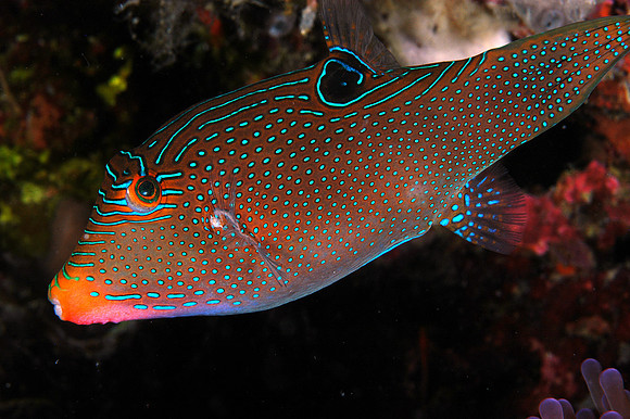 Solander's Sharpnose Puffer