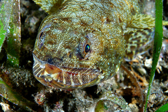 Lizardfish