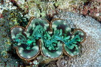 Clam