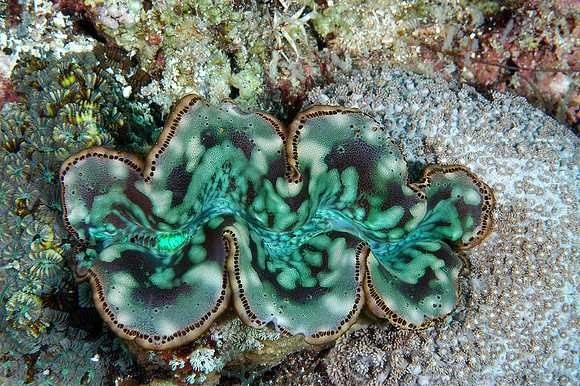 Clam