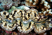 Philippines (Dumaguete) diving 2011