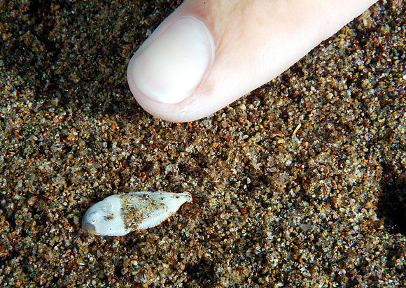 Juvenile Sole