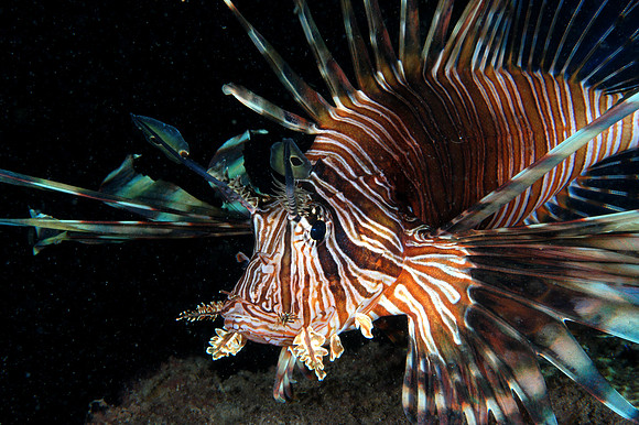 Lionfish