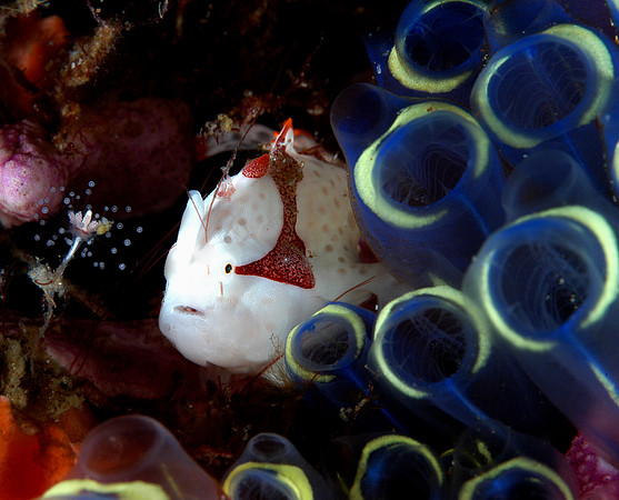 Painted Frog fish (1/2")