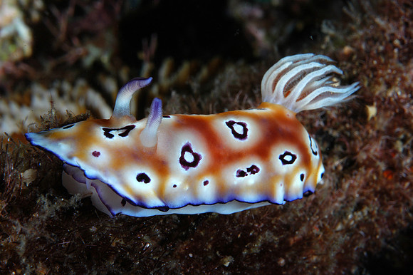 Nudibranch