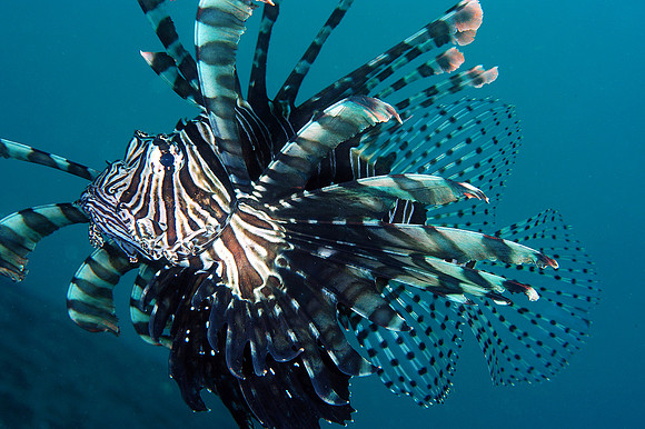 Lionfish
