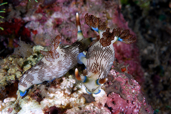 Nudibranch mating