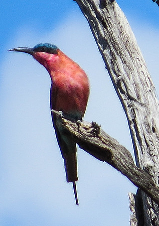 Scarlet-Chested Sunbird