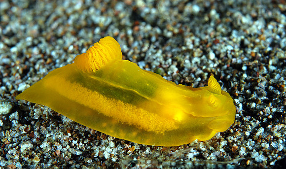 Nudibranch
