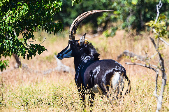 Sable Antelope