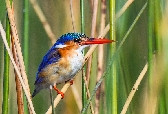 Malachite Kingfisher
