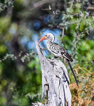 Red-Billed Hornbill