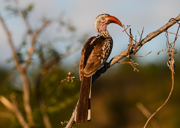 Red-Billed or Chili-Pepper Hornbill