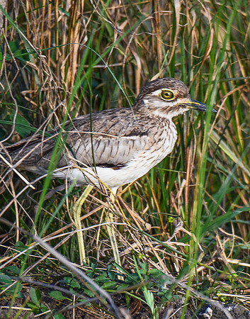 Water Thick-Knee