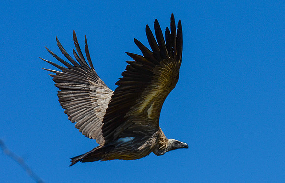 White-backed Vulture