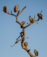 Voltures waiting on Lions to leave...