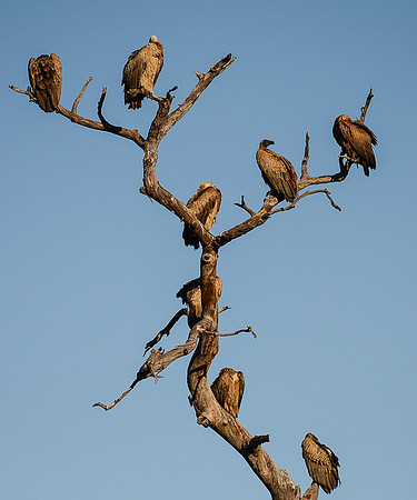 Voltures waiting on Lions to leave...