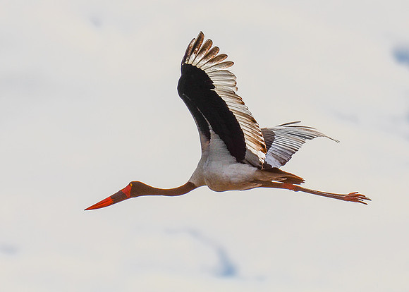 White Stork