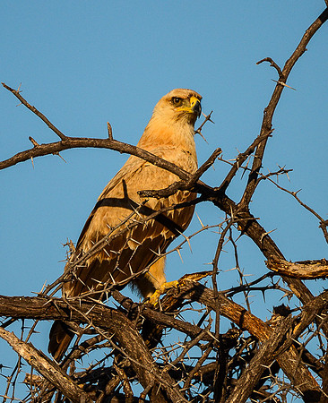 Marshall Eagle