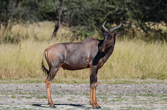 Red Hartebeest