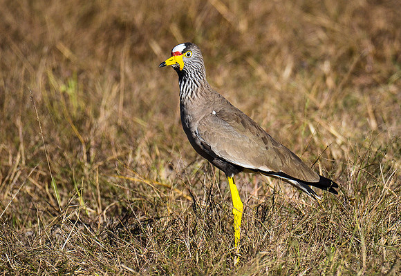 Lapwing