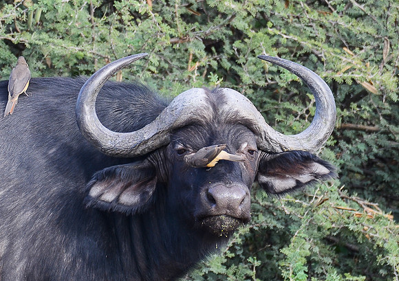 Cape Waterbuffalo