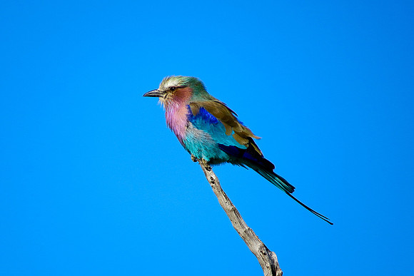 Lilac Breasted Roller (most photographed bird)