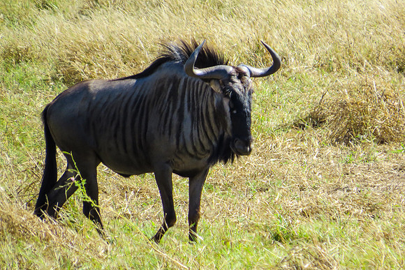 Black Wildebeest