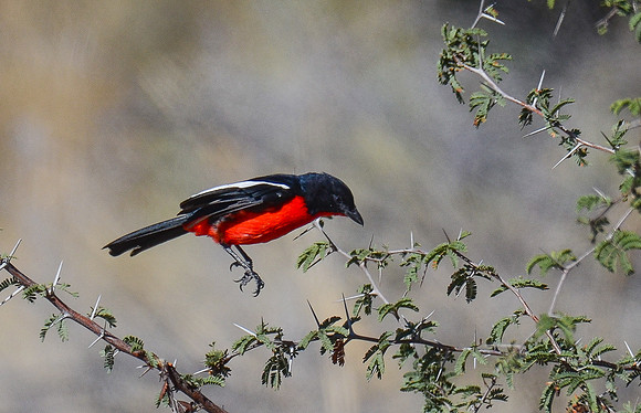 Crimson-Breasted Shrike about to land...