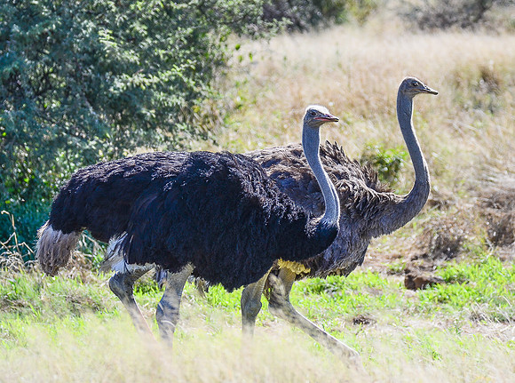 Male (Black) & Female Ostrich